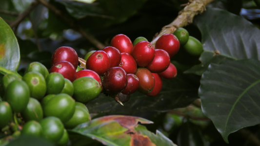 Die Faszinierende Reise des Kaffees: Ursprung, Anbau und Sortenvielfalt